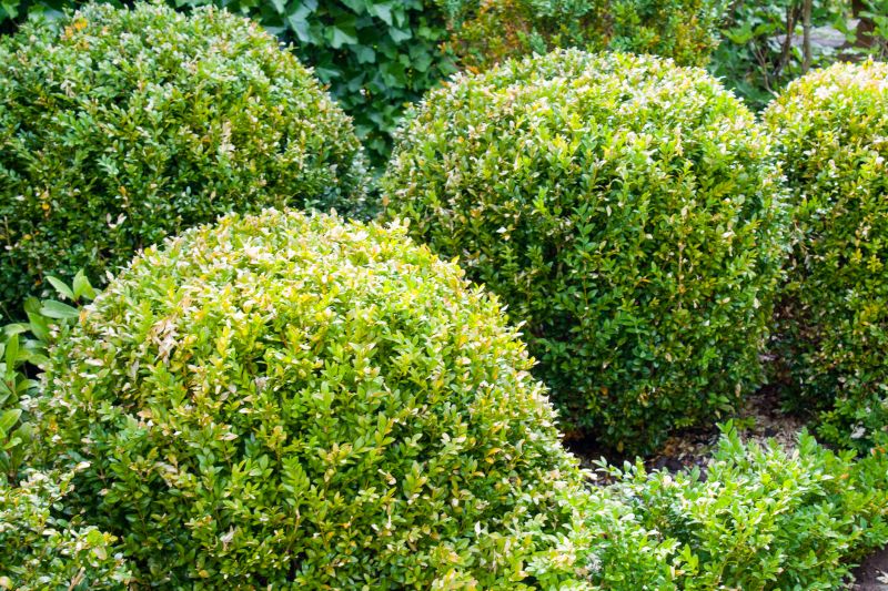 Healthy Shrubs in a Garden