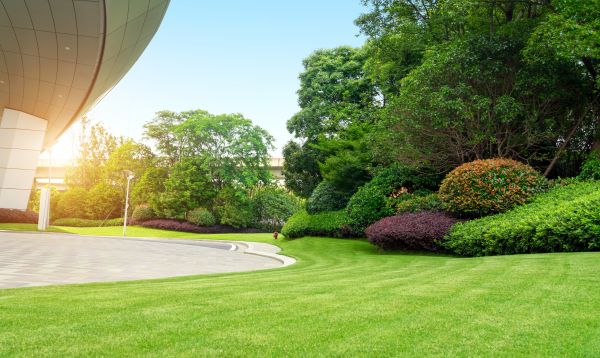 Commercial Shrub Trimming in Danville
