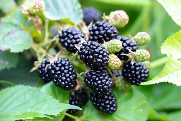 Blackberry Bush Removal in Danville