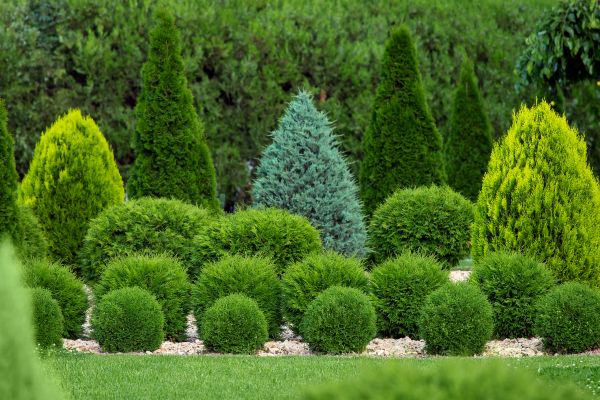 Bush Shaping Service in Danville