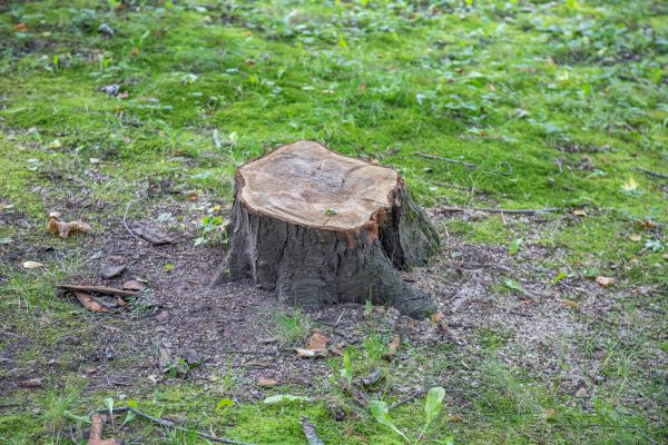 Bush Stump Removal in Danville