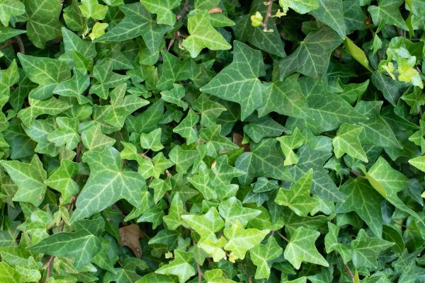 English Ivy Removal in Danville