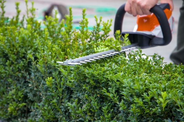 Hedge Pruning in Danville