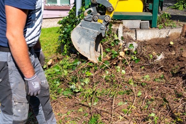 Hedge Removal Service in Danville