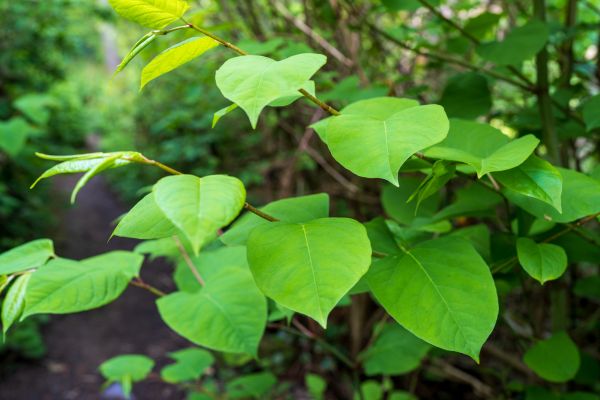 Invasive Plant Removal in Danville