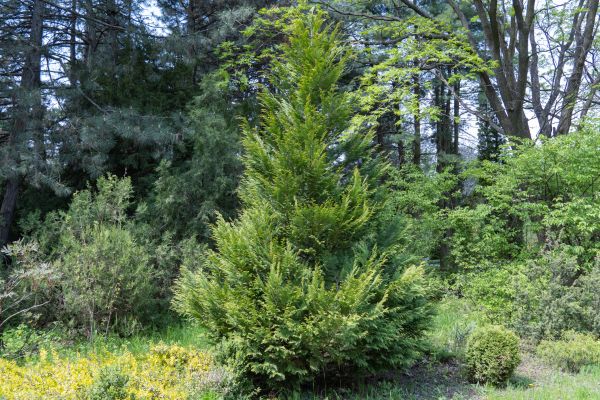 Juniper Pruning in Danville