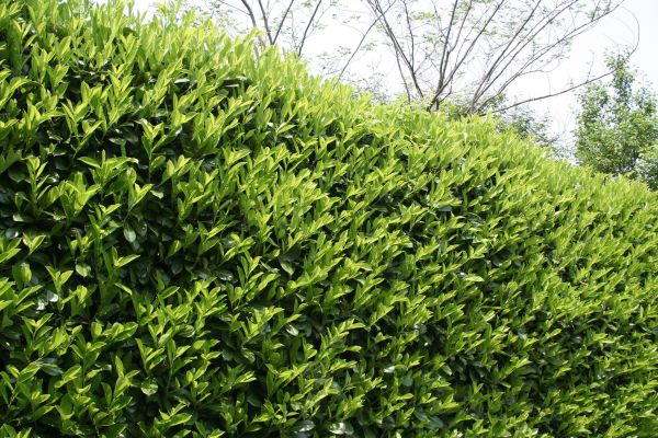 Laurel Removal in Danville