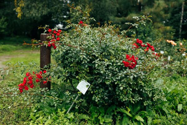 Rose Bush Removal in Danville