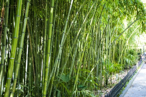 Bamboo Root Removal in Danville