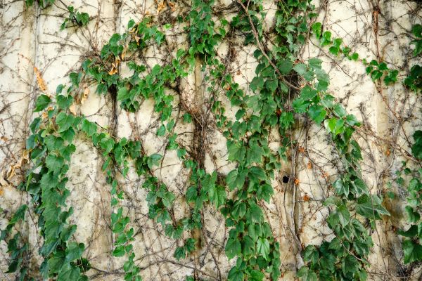 Vine Removal Service in Danville