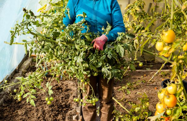 Garden Plant Removal in Danville