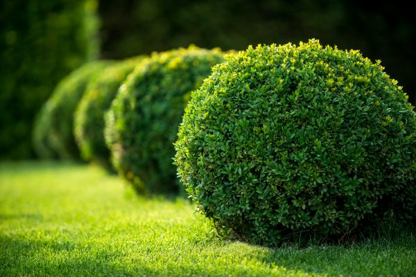 Bush Pruning in Danville