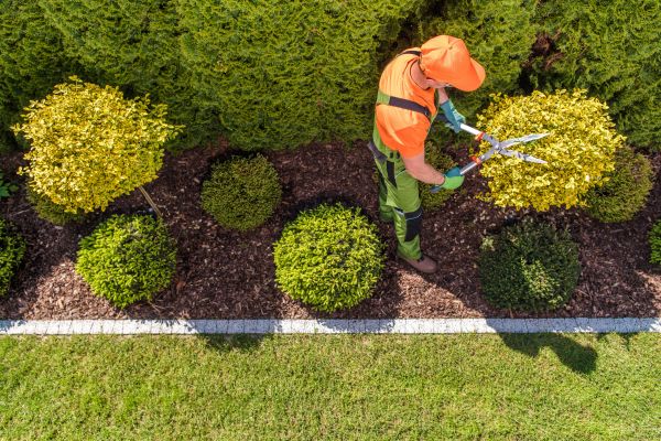 Topiary Trimming in Danville