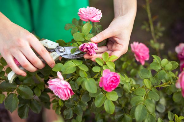 Rose Shearing in Danville
