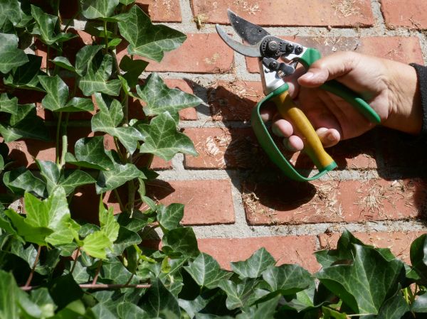 Ivy Removal Service in Danville