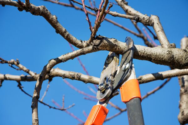 Selective Pruning in Danville