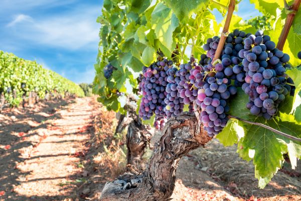 Grapevine Pruning in Danville