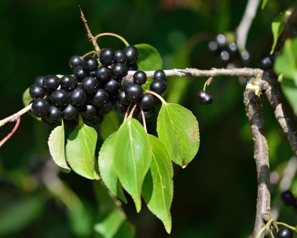 Buckthorn Removal in Danville
