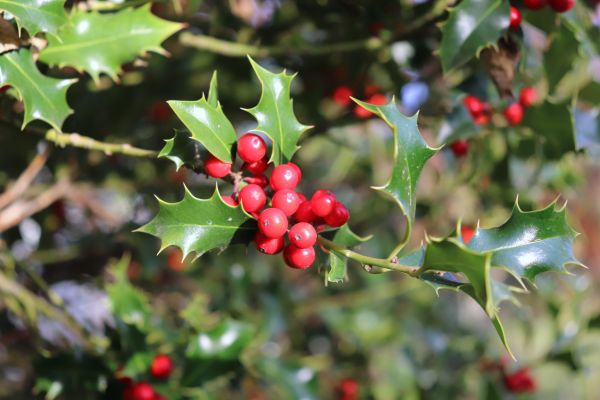 Cost of Holly Tree Trimming in Danville
