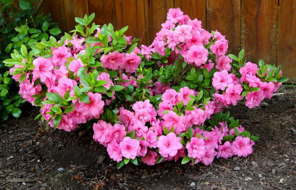 Azaleas Removal in Danville