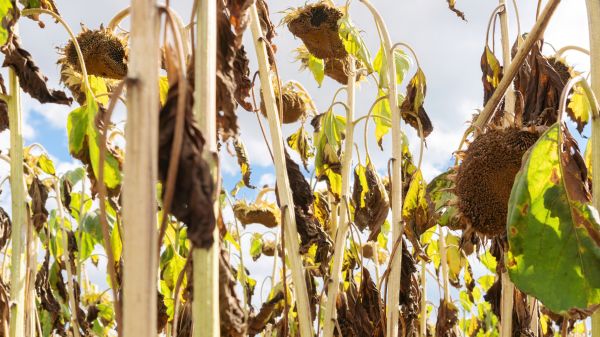 Dead Plant Removal in Danville