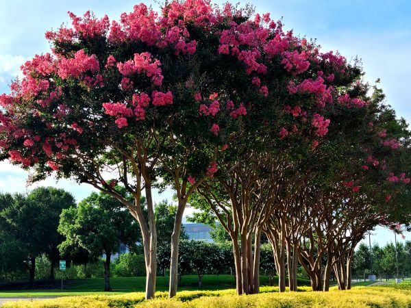 Crepe Myrtle Pruning in Danville