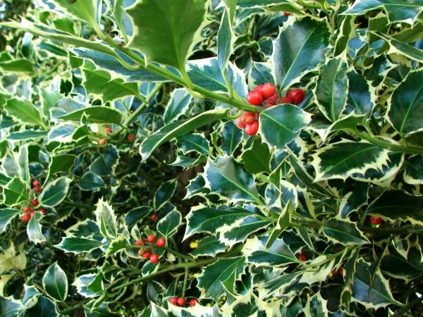 Cost of Holly Bushes Trimming in Danville