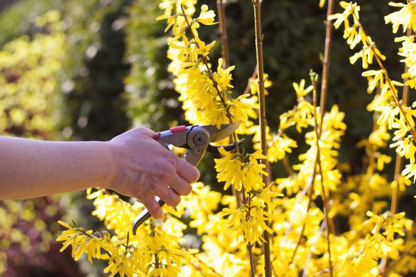 Forsythia Pruning in Danville