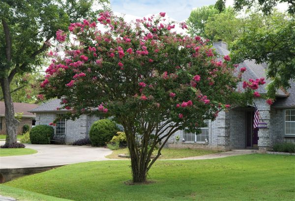 Crepe Myrtle Trimming in Danville