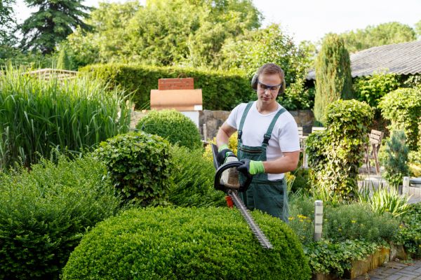 Shrubs Trimming in Danville