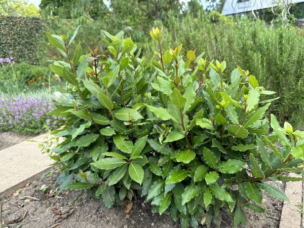 Laurel Hedge Removal in Danville