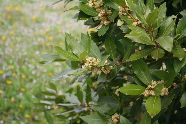 Laurel Trimming in Danville