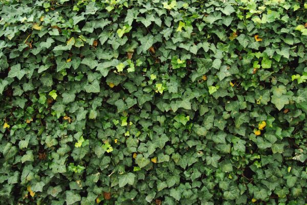 Ivy Pruning service in Danville
