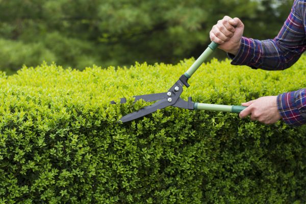 Evergreen Shrub Pruning in Danville