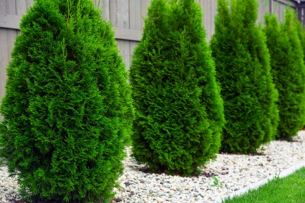 Arborvitae Shaping in Danville