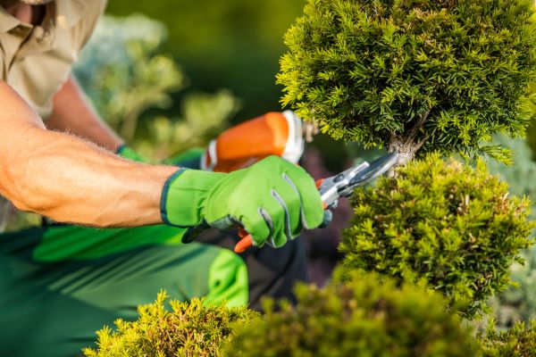 Landscape Pruning Service in Danville