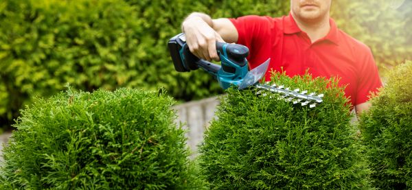 Hedge Shaping Service in Danville