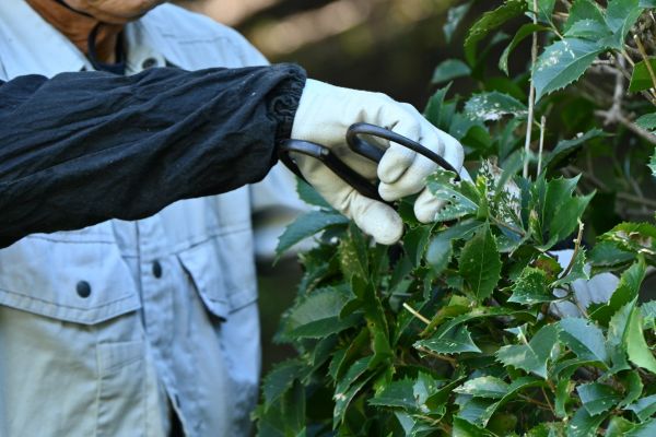 Holly Pruning in Danville