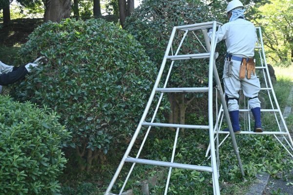 Holly Shaping in Danville