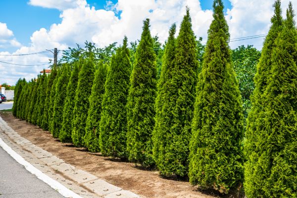 Arborvitae Shearing in Danville