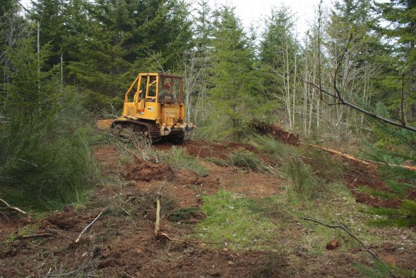 Shrubbery Clearing in Danville