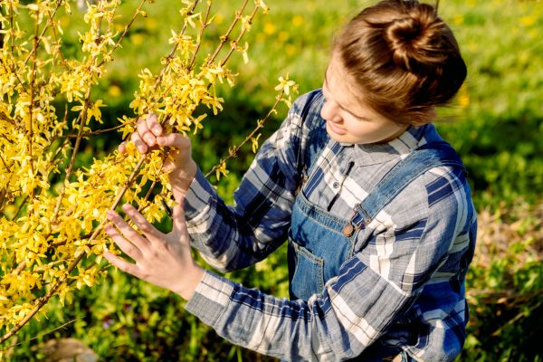 Cost of Forsythia Trimming in Danville