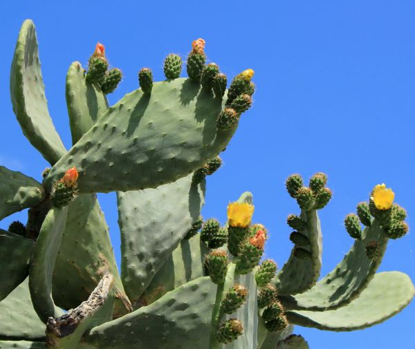 Cactus Removal in Danville
