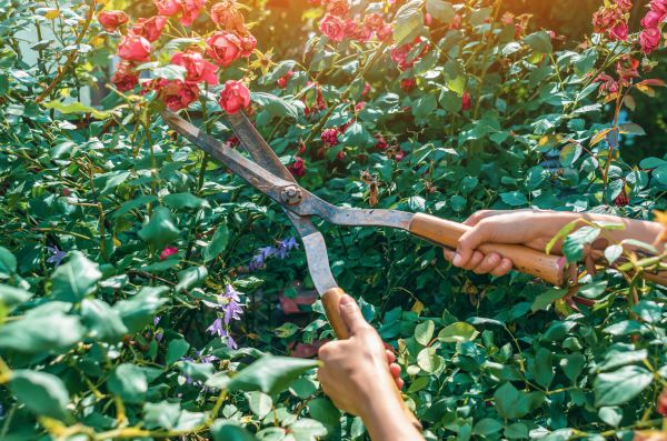 Knockout Roses Pruning in Danville