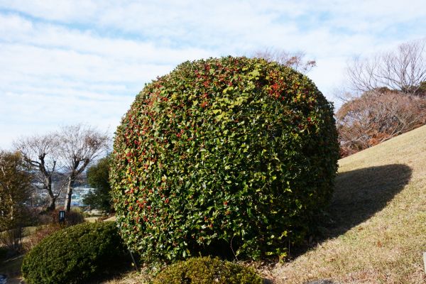 Cost of Holly Shrub Pruning in Danville