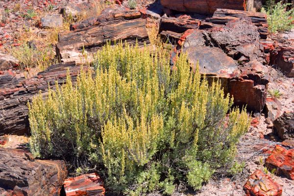 Sagebrush Removal in Danville