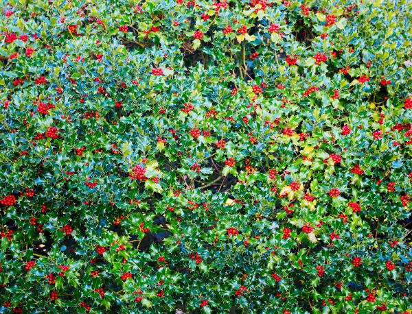 Holly Bush Removal in Danville