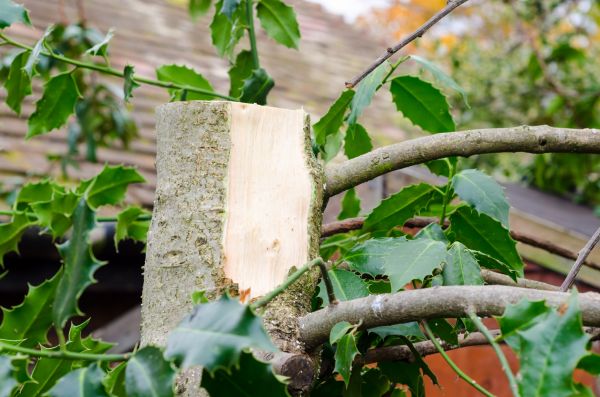 Holly Tree Removal in Danville
