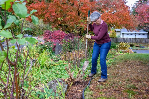 Dead Bush Removal in Danville