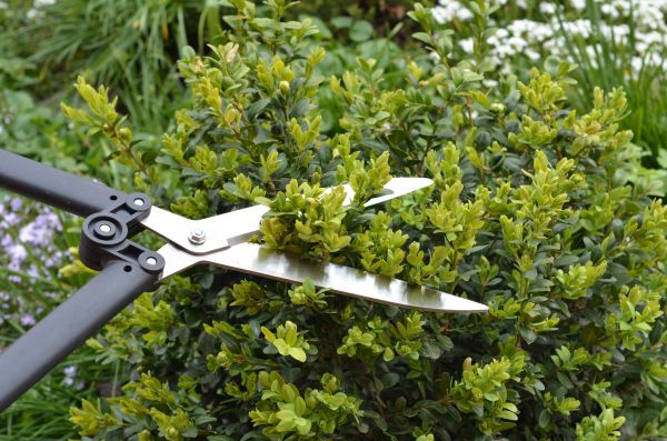 Boxwood Trimming in Danville